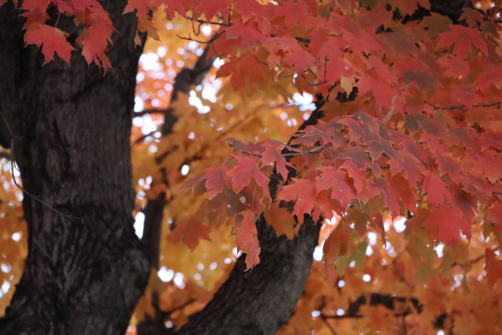 Autumn Bucket List